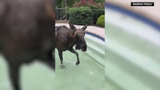 Moose rescued after being trapped in pool [upl. by Rothstein728]