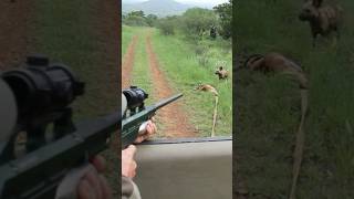 A perfect tranquilizer dart shot to rescue an African wild dog by a professional vet [upl. by Gonta]