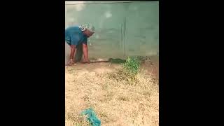 सांप के साथ खेलते हुए snake snakerescue snakelover animal animallover funny animalhumor [upl. by Merceer759]