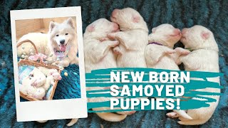 Newborn Samoyed puppies [upl. by Richmond]