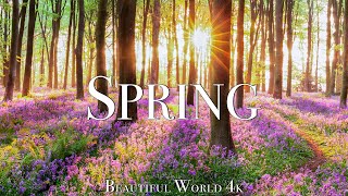 Amazing Colors of Spring 4K Nature Relaxation Film  Relaxing Piano Music  Natural Landscape [upl. by Anelahs]