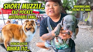 CUTE NA ASTIG PA ANG BULLY PUPS NA ITO AFFORDABLE PA [upl. by Leventis]