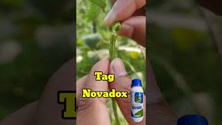 Tag novadoxnovadox insecticidesnovaluran 525indoxacarb 45 sctropical agro novadox [upl. by Annid]