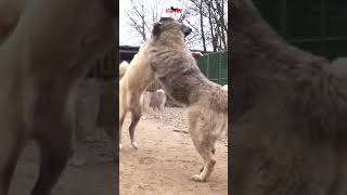 Which breed of dog do you like better 👉Caucasian Shepherd Dog or Kangal  dog pets animals [upl. by Blanca]