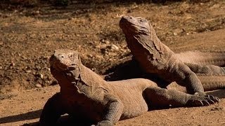 Komodo Dragons [upl. by Mandi561]