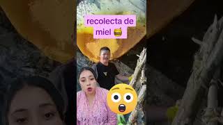 Recolecta de miel 🍯 viralreels viralvideo satisfying miel [upl. by Gershon731]