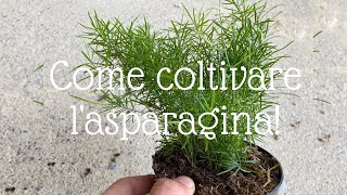 Come coltivare lasparagina Asparagus sprengeri [upl. by Beller]