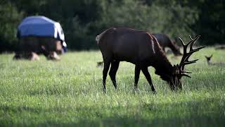 NorthBend Bull ELk [upl. by Alarise]