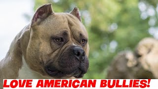 Train Your American Bully to Control Their Prey Drive [upl. by Rez]