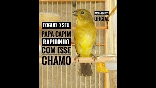 FOGUEI O SEU PAPACAPIM RAPIDINHO COM ESSE CHAMO [upl. by Stargell807]