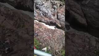 Shambu🥰waterfall views kedarnath hansrajraghuvanshi viralvideo [upl. by Nerehs553]