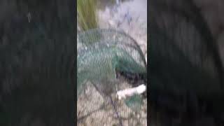 Catching Yabbies near Gulgong [upl. by Eidoc]