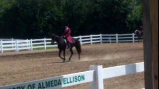 Butler county fair horse shows [upl. by Ahsinna]