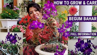 Begum BaharTibouchina Plant Care  Full Care of Begum Bahar Plant begumbahar permanent plants [upl. by Gainer]