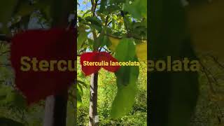 Sterculia lanceolata [upl. by Aldo]