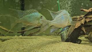 Geophagus Sveni Rio Araguaia [upl. by Mall]