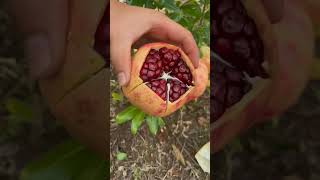 Pomegranate cuttingwait for end shortgarden fruit anar pomegranate [upl. by Byrom]