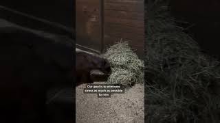 Part III of the our mini horse rescue horse horserescue [upl. by Ariaj]