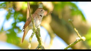 Common Nightingale Luscinia megarhynchos singing [upl. by Yde]