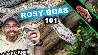 Rosy Boas  The Ultimate Guide  Ep 96 [upl. by Rama663]