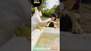 Cat vs Dog video shortvideo shorts comedy [upl. by Symer]