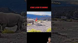 Rhino 🦏 vs Lion 🦁 SuBiee  shorts shortvideo [upl. by Nnylassej]