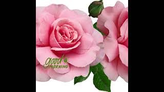 Pink Rose Morning Happy Morning gogetterland greatmorning morning rose love flowers [upl. by Jasisa568]