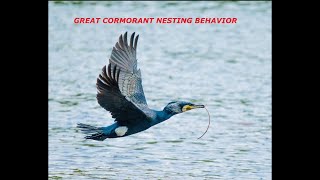 Great Cormorant nesting behavior  Wildlife Documentary  Wildlife Photography  Nest Building [upl. by Sumner]