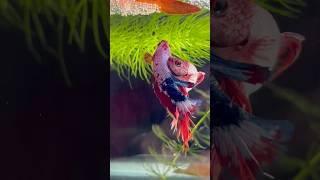 Betta fish breeding ♥️ beautiful process shorts bettafish breeding [upl. by Ahsekyw]