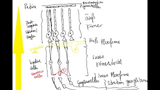 Physiologie Auge 3 – Verschaltung innerhalb der Retina Dunkeladaptation [upl. by Say]