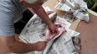 gutting a striped bass caught in summerville nova scotia [upl. by Anez]