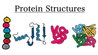 The 4 Structures of Proteins  Biochemistry [upl. by Clova]