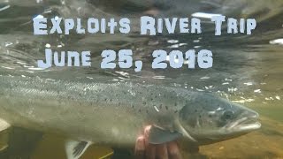 Exploits River Salmon Fishing  June 25th 2016 [upl. by Gusta]