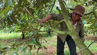 Fruit tree care pruning is especially important and often emphasized to maximize growth and yield [upl. by Herzberg]