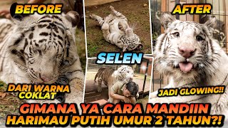 MANDIIN SELEN HARIMAU PUTIH UMUR 2 TAHUN  GA BAHAYA TA [upl. by Assirialc427]