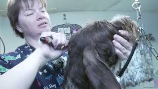 German Wirehair Pointer Hand Strip Instruction [upl. by Lorola]