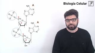 57 Biología Celular Generalidades de la transcripción del ADN [upl. by Llerahc]