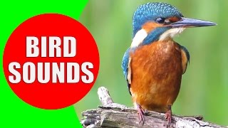 Bird sounds for kids  PART 1  Bird Identification Children Learn Common City Birds and Fowls [upl. by Ajoop682]