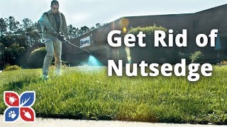 How to Get Rid of Nutsedge  Lawn Care Tips  DoMyOwncom [upl. by Wyatan]