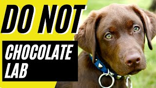 7 Reasons You SHOULD NOT Get a Chocolate Lab [upl. by Aerahs]