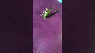 Foring babur biye🥰🎇grasshopper insect vairalvideo vairalshort youtubeshorts shortvideo shorts [upl. by Anelrats419]