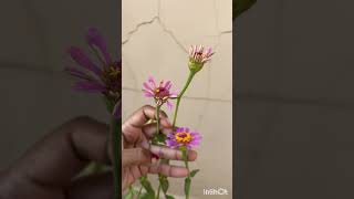 Zinnia Lilliput purple 💜 music song love trending viralvideo gardening plants flowersshorts [upl. by Kwei]