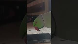 Mami Mithu 🦜 parrot parrotuncle talkingparro birds talkingmiththu parrotentertainment cute [upl. by Airtemed872]