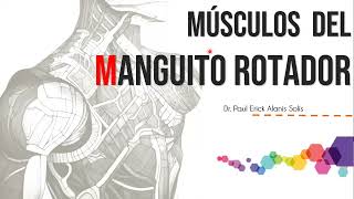 Músculos del manguito rotador [upl. by Enywtna597]