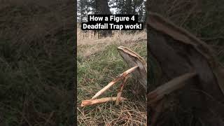 How a Figure 4 Deadfall trap works [upl. by Peirsen]