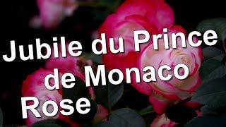 Jubile du Prince de Monaco Rose [upl. by Buxton]