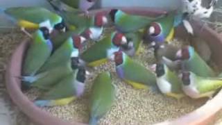 Gouldian Finches  Brunch [upl. by Rovelli110]