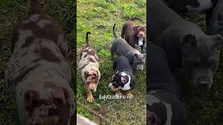 Meet the Adorable Pack of Playful American Bully Puppies americanbully [upl. by Richardo]