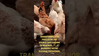 Poules source de revenus quotidien [upl. by Petty]