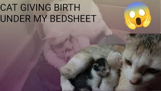 Watch Our Cat Giving Birth to Adorable Kittens [upl. by Ramilahs]